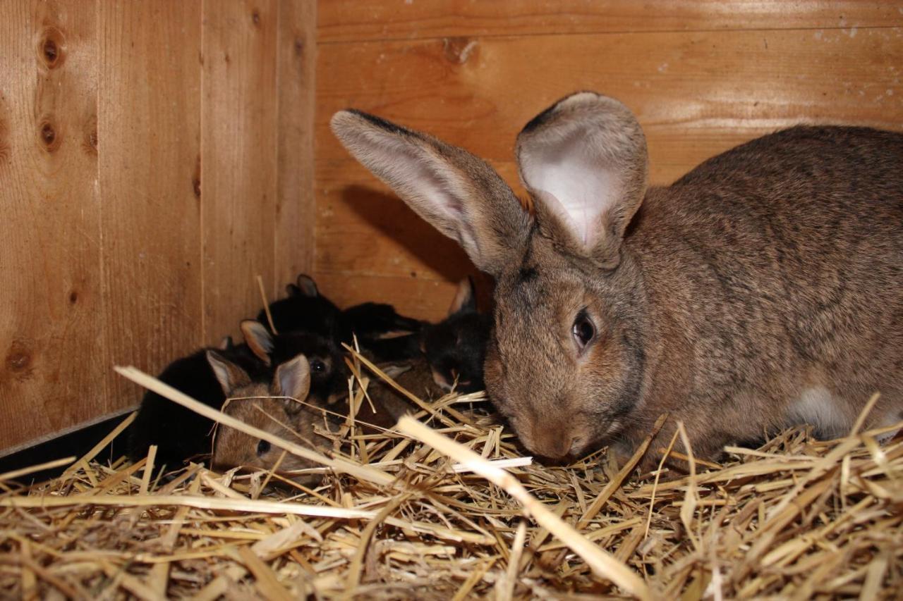 Ferienwohnung Auf Dem Bauernhof Chociebuż Zewnętrze zdjęcie