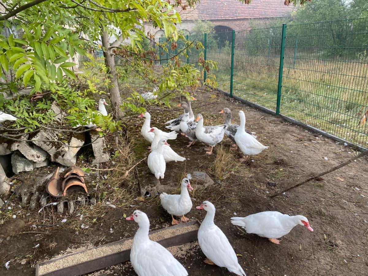 Ferienwohnung Auf Dem Bauernhof Chociebuż Zewnętrze zdjęcie