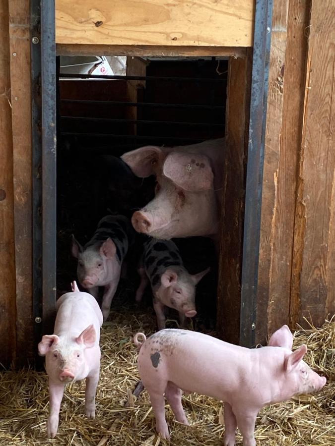 Ferienwohnung Auf Dem Bauernhof Chociebuż Zewnętrze zdjęcie