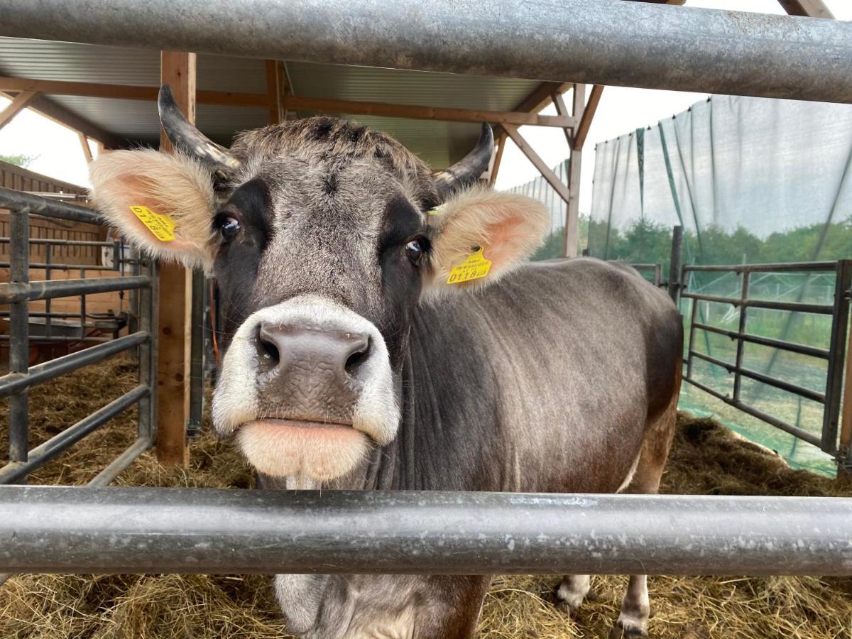 Ferienwohnung Auf Dem Bauernhof Chociebuż Zewnętrze zdjęcie