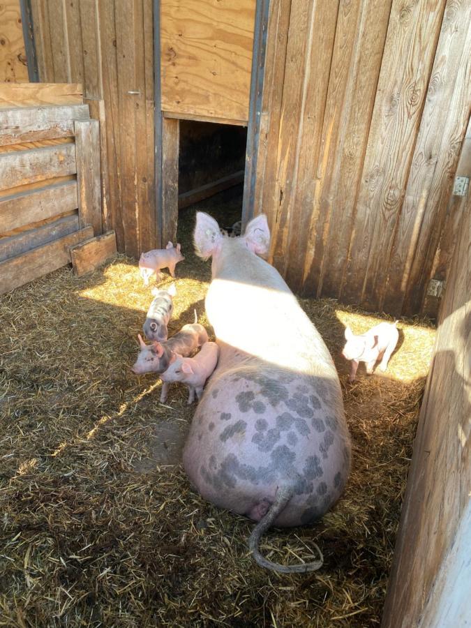 Ferienwohnung Auf Dem Bauernhof Chociebuż Zewnętrze zdjęcie